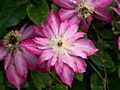 Clematis Asao IMG_6559 Powojnik